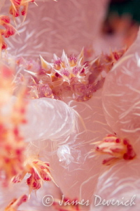 Bonus crab! / Didn't see the small crab till I got this o... by James Deverich 